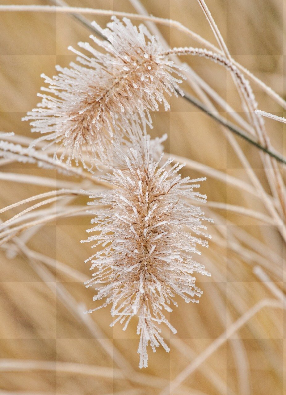 Free Downloadable Grass and Herbs Phone Wallpapers for Winter Backgrounds
