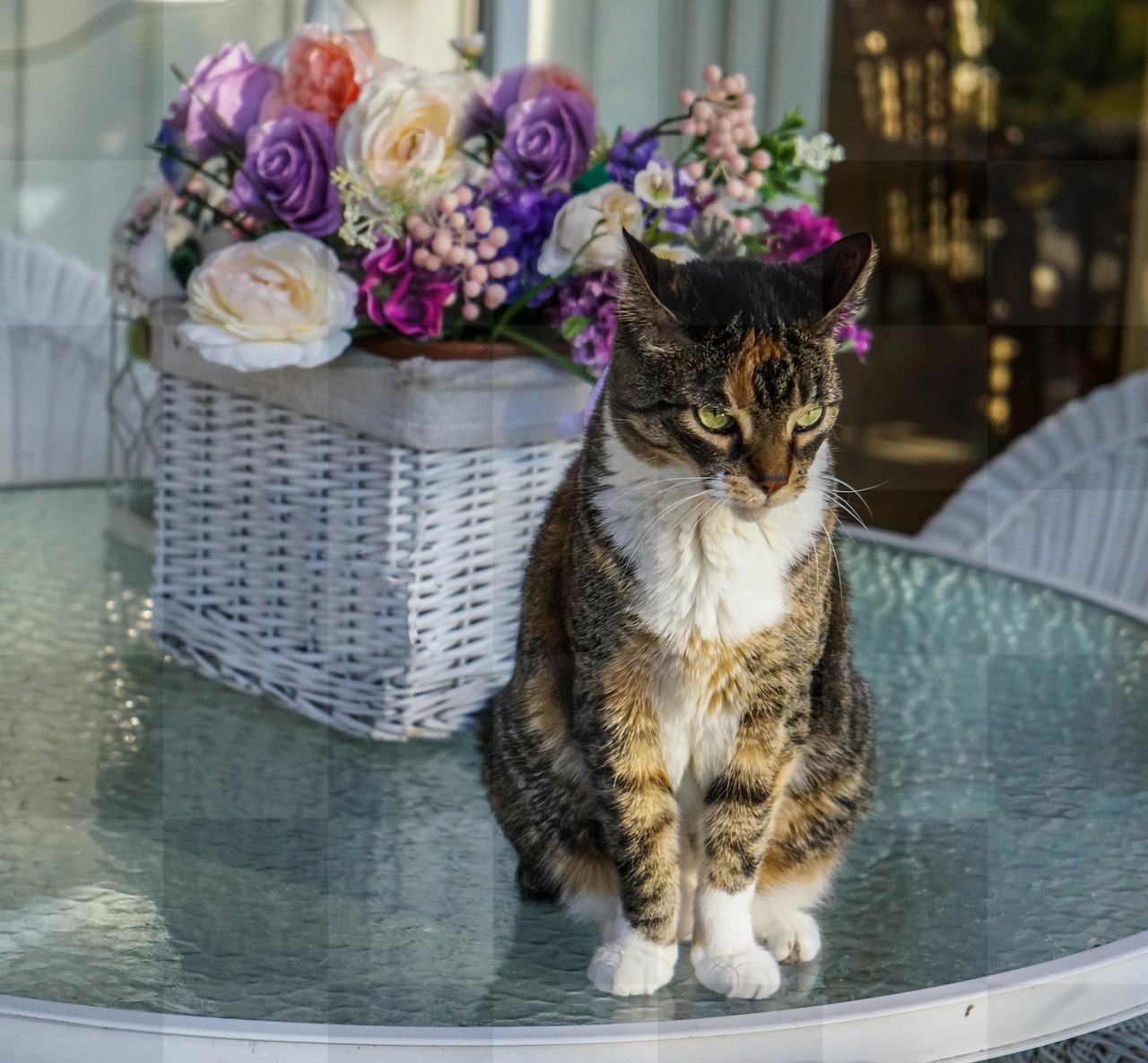 Free Downloadable High-Quality Cat and Flower Background Images: Beautiful Cats in JPG Format