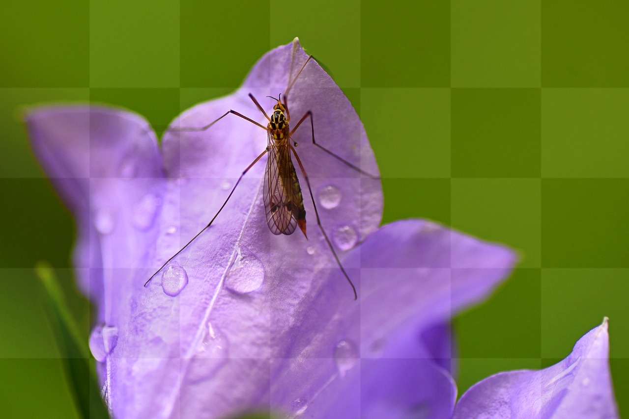 Free Downloadable High-Quality Images of Insects, Flowers, and Bluebells on a Stunning Green Background
