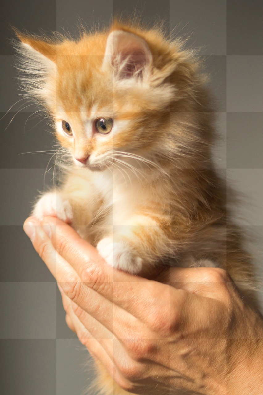 Free Downloadable Kitten and Cat Funny Backgrounds in JPG Format for Graphic Design and Social Media Page Styling