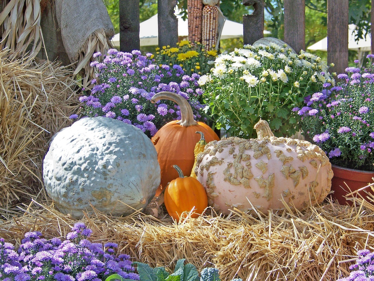 Free Downloadable Pumpkin and Flower Wallpapers for Autumn and Halloween Backgrounds