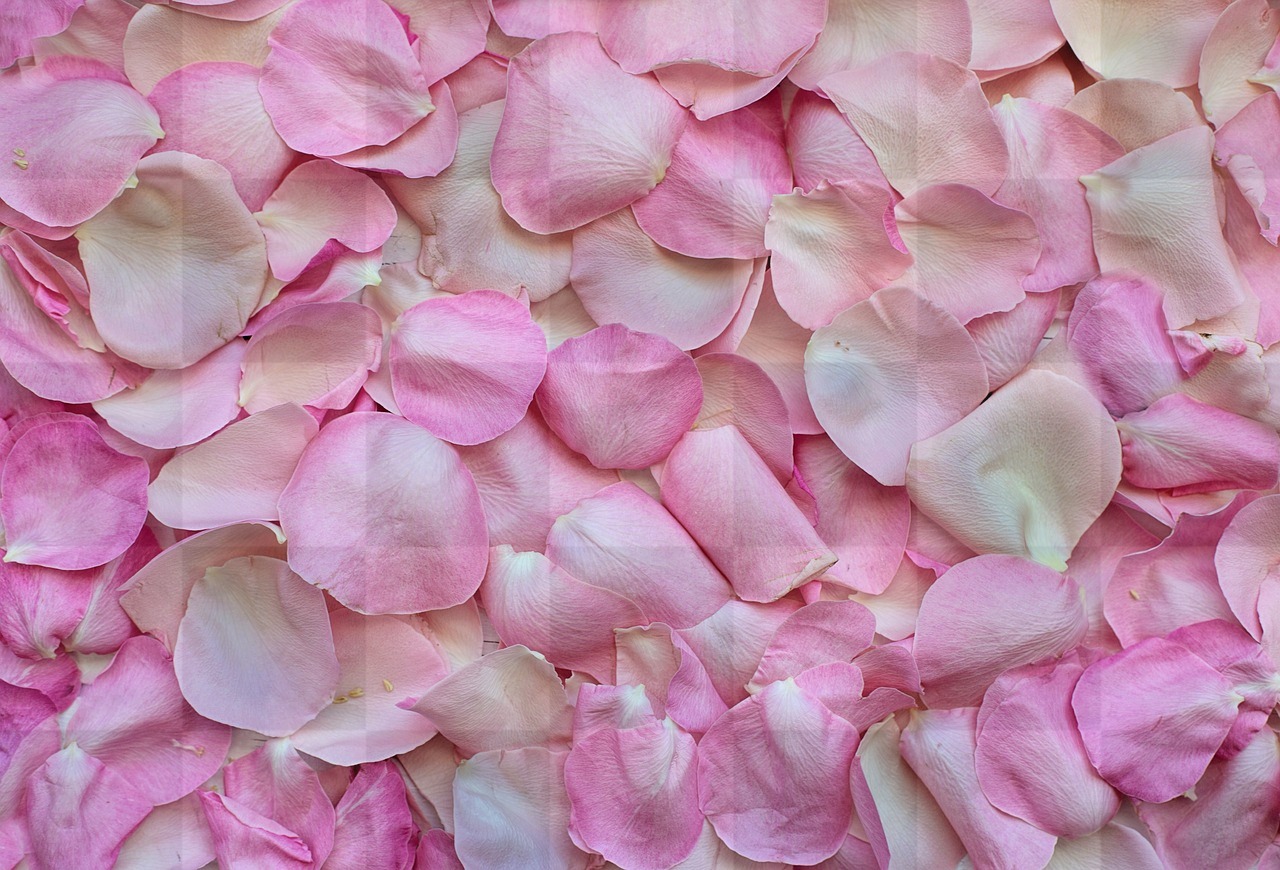 Free Downloadable Rose Petals HD Wallpapers in Pink - Popular Backgrounds in JPG Format
