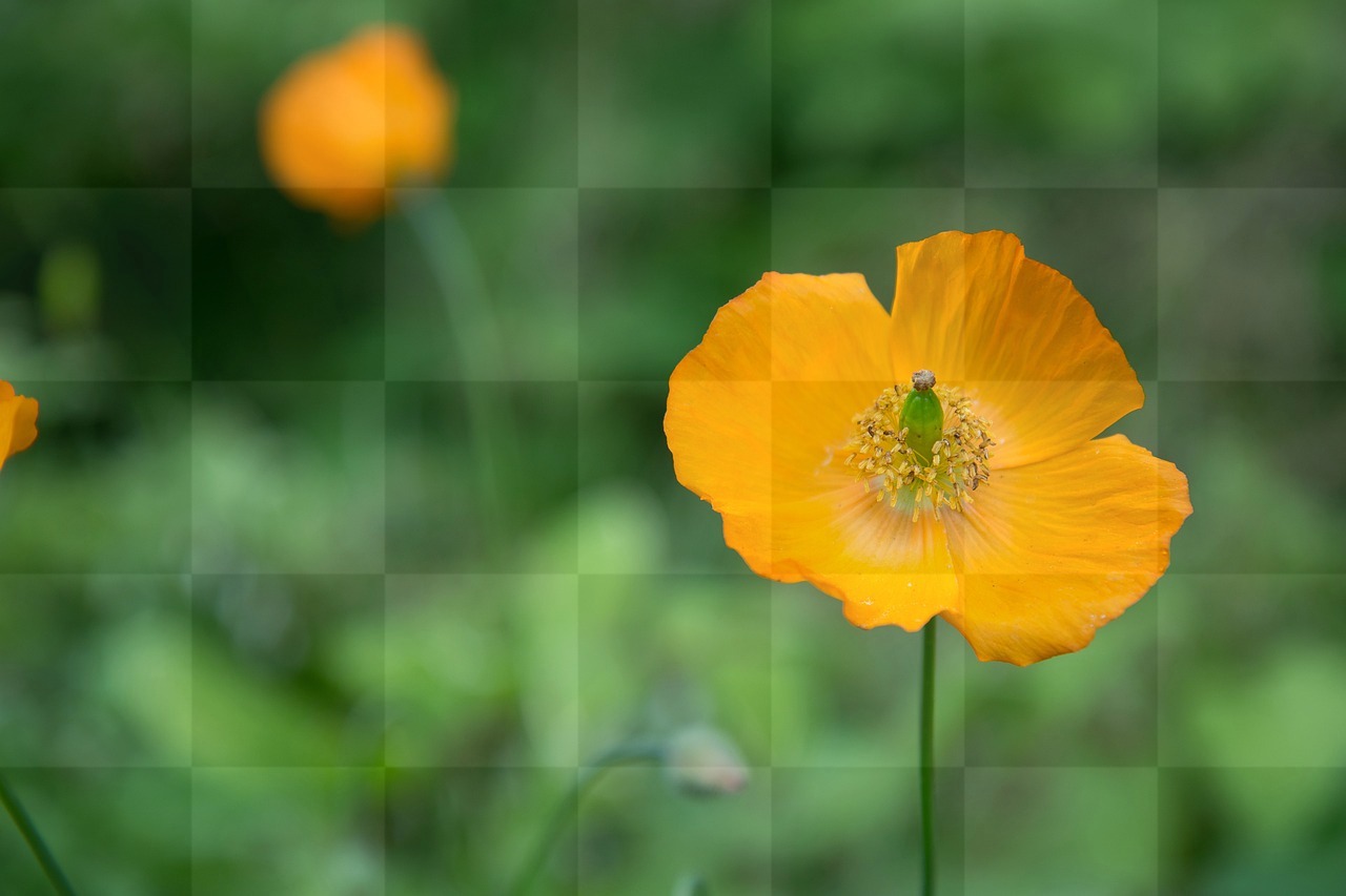 Free Downloadable Yellow Poppy Images and Yellow Backgrounds