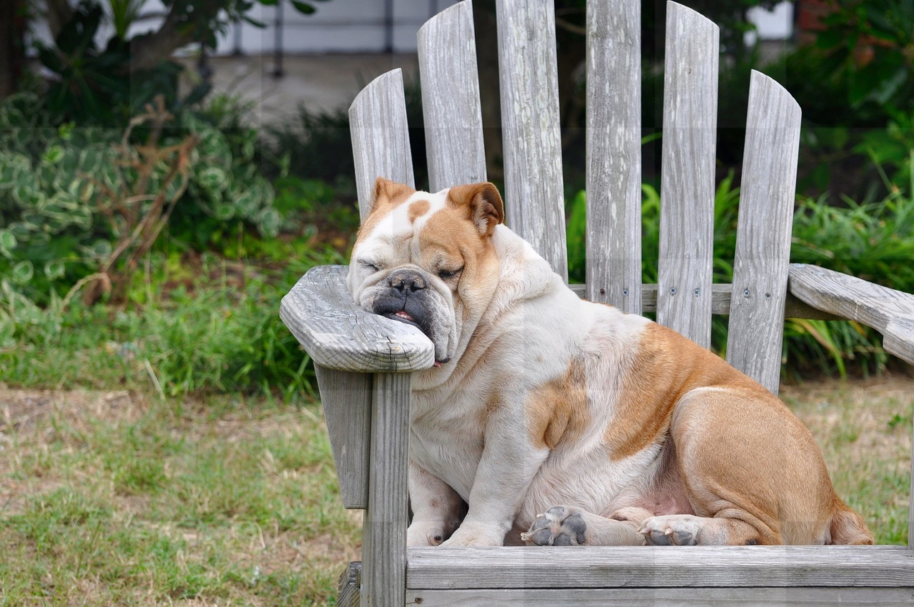 Free Funny Dog Sleeping Backgrounds in JPG Format: Download for Graphics, Advertising, and Web Design