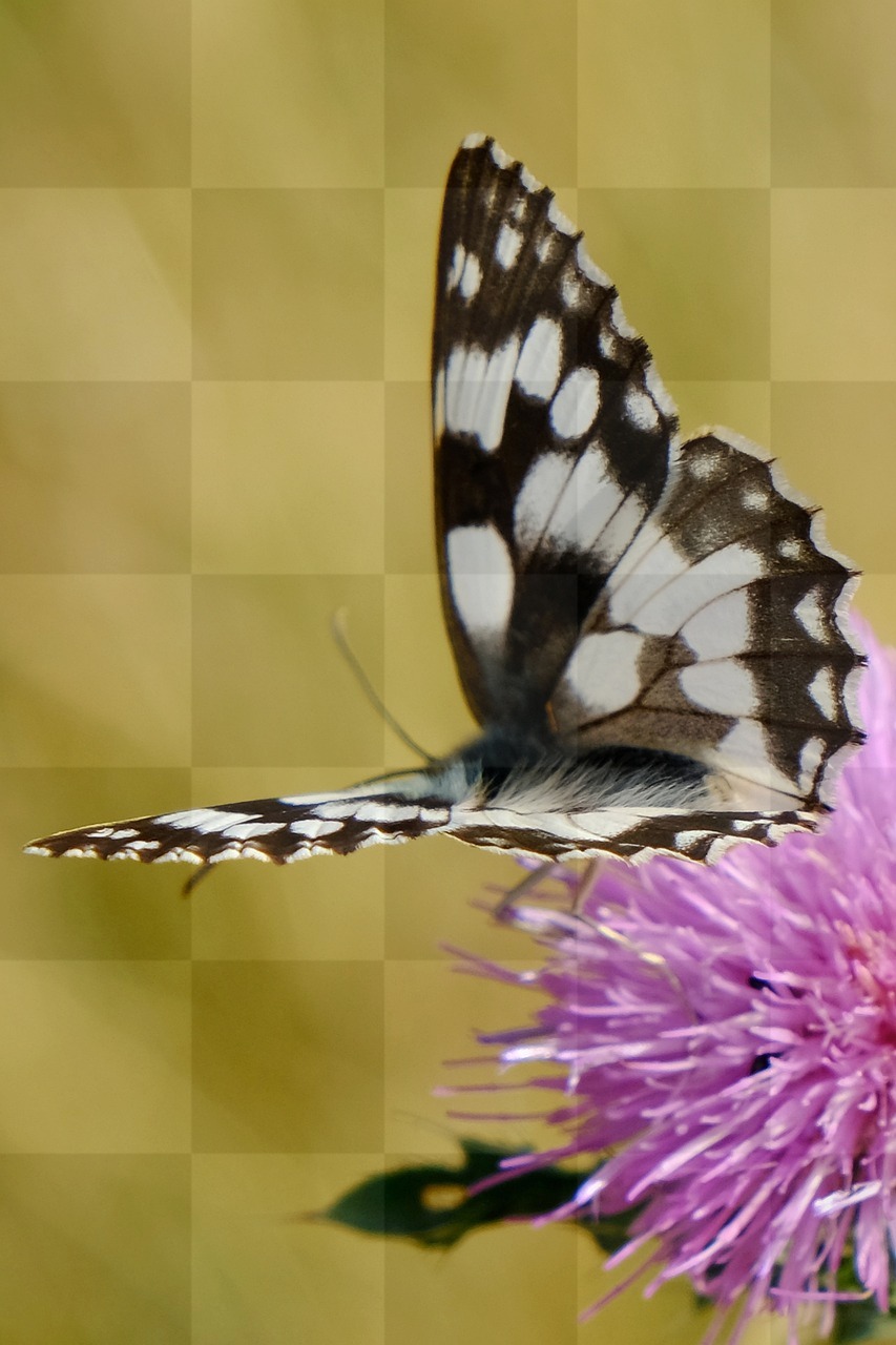 Free Marbled White Butterfly and Flower Background Images for Designers and Social Media Pages