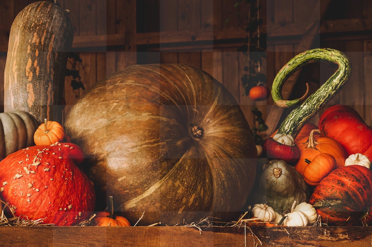 Free Pumpkin Harvest Autumn Backgrounds for Download