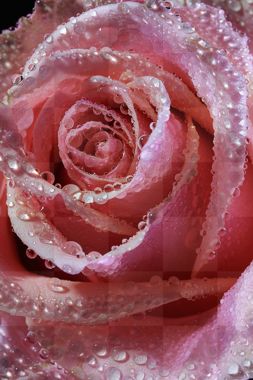 Free Rose, Pink, and Red iPhone Backgrounds - Download Now!