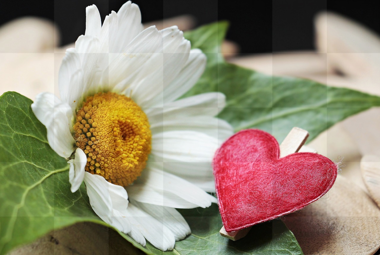 Get Creative with Free Marguerite and Heart Wood Valentine's Day Backgrounds in JPG Format