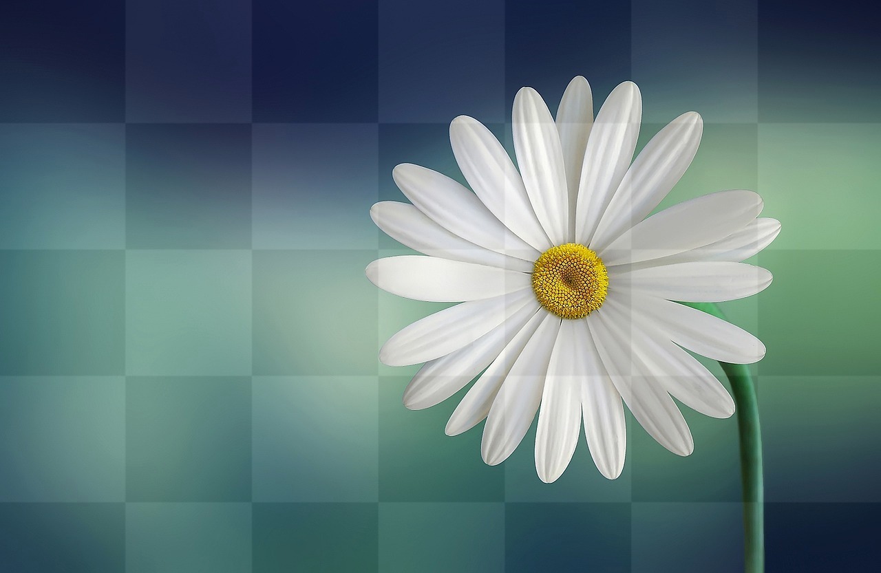 Get Stunning Free Marguerite Daisy Flower Wallpapers and Backgrounds - Download Now!