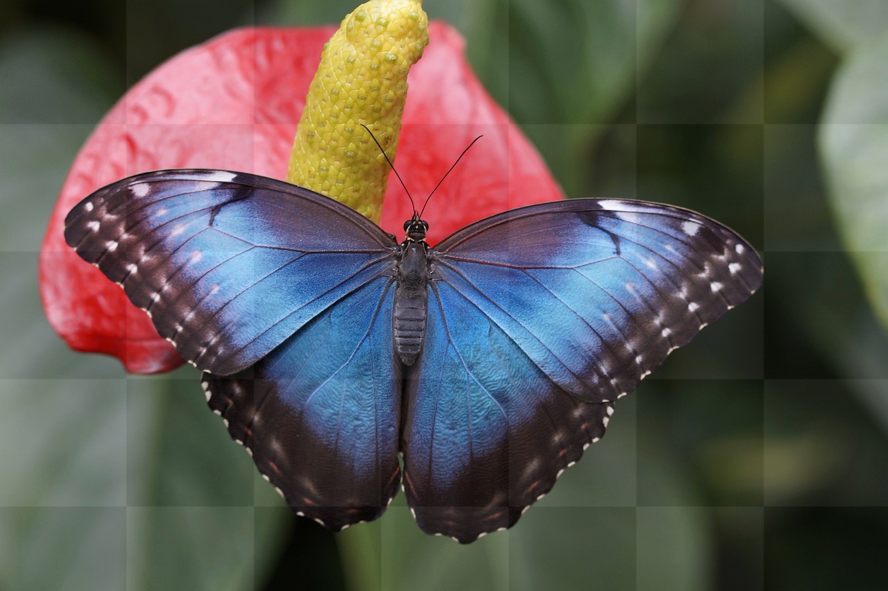 Get Stunningly Beautiful Flower Images and HD Stock Photos with Blue Morpho Butterfly and Flower Backgrounds - Free Download