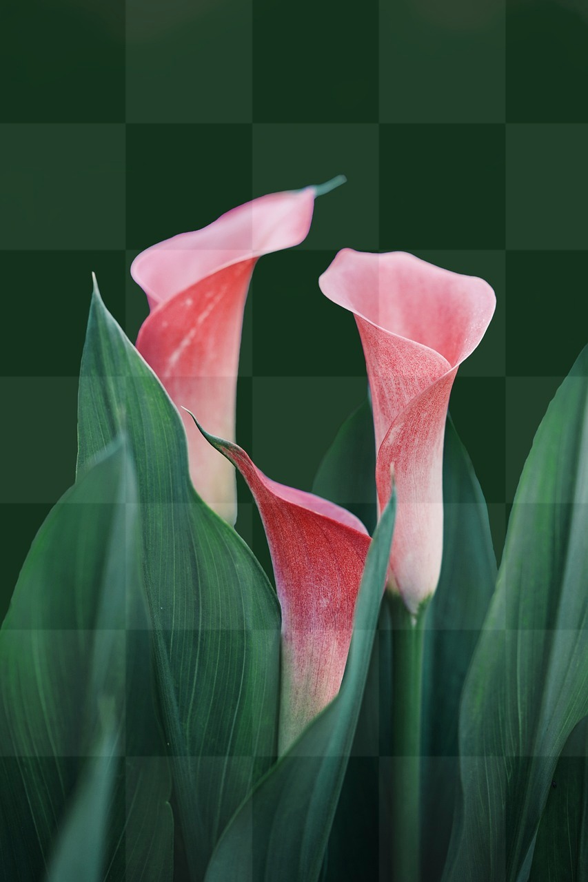 Get Your Free Spring Calla Lily Phone Wallpaper with Flowers Background