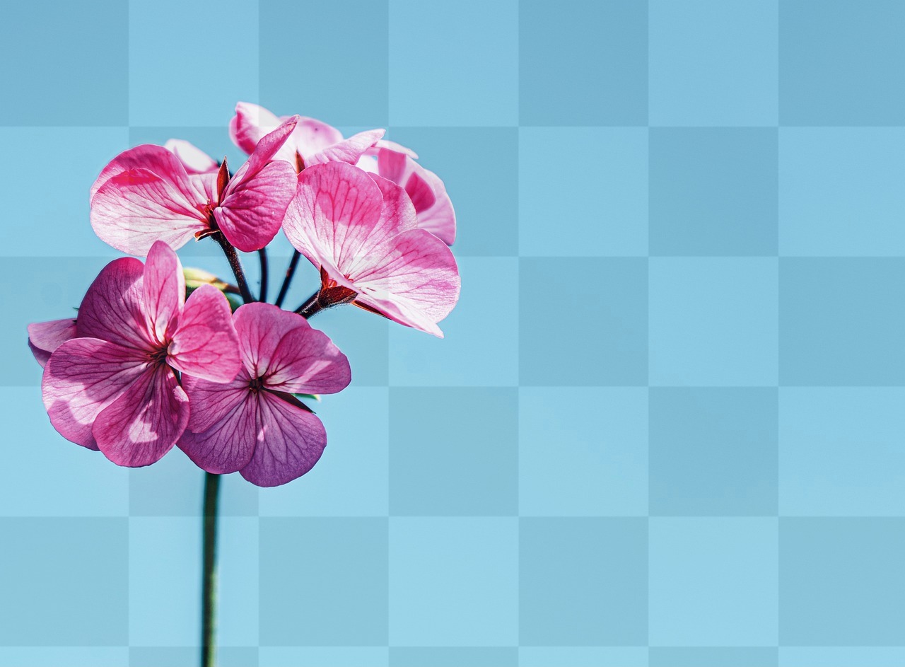 Get stunning Flower Images with Pink Background for free download