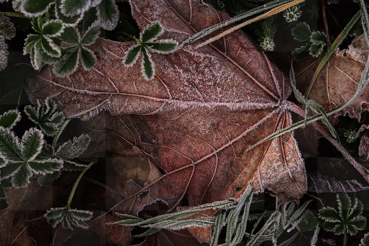 Get your Free Autumn Leaves and Hoarfrost Backgrounds in JPG Format for Graphic Design and Social Media Pages