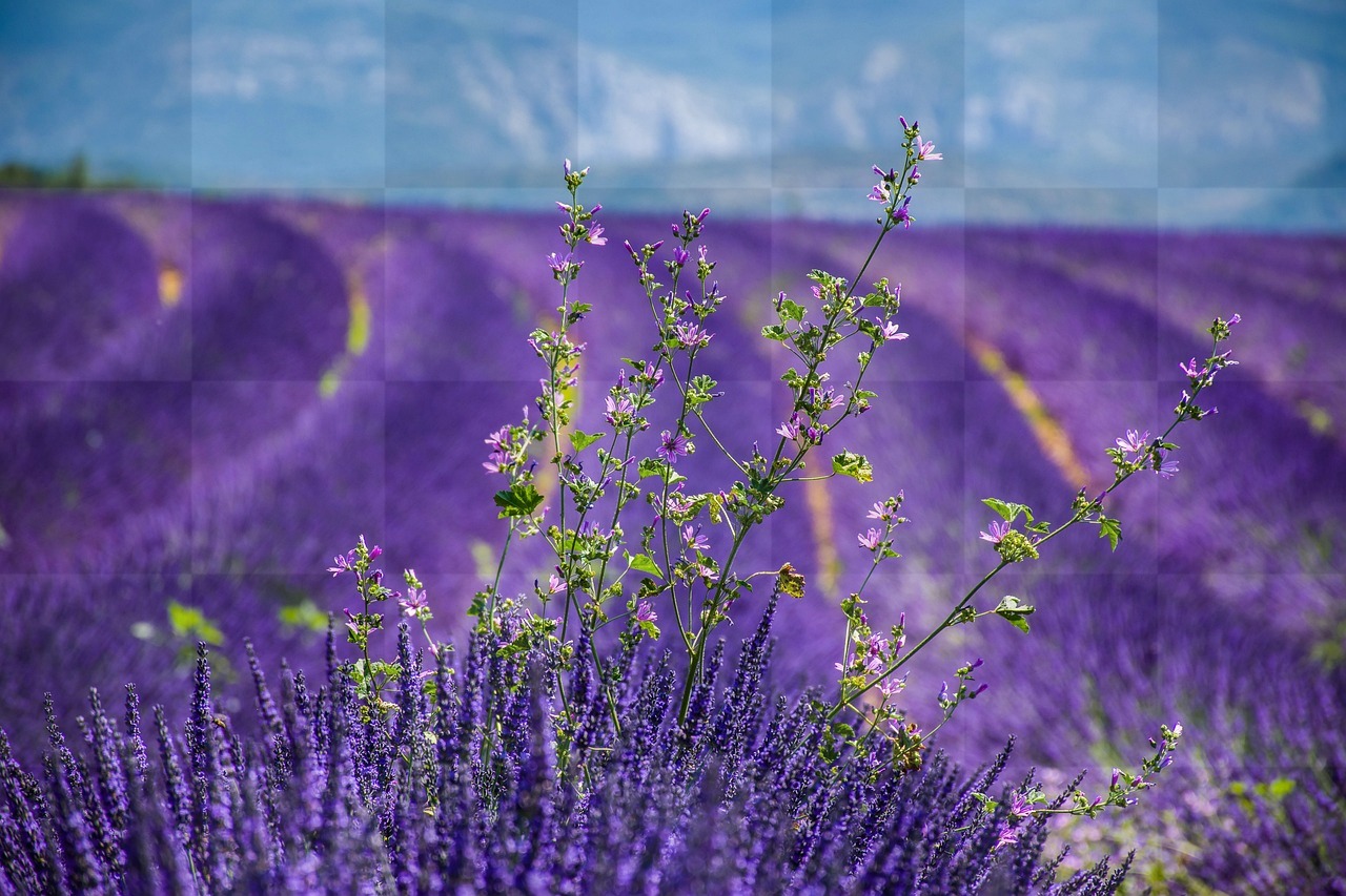 Get your hands on stunning Lavender-themed images - Free Download for graphic design and more!