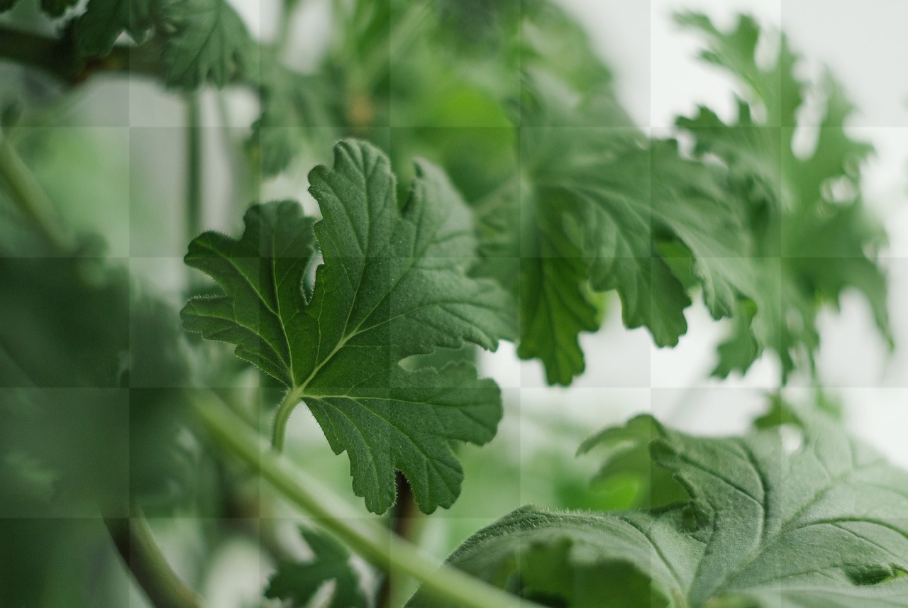 Green Background Geranium Plant: Free Downloadable Images for Graphics, Banners, and Web Design