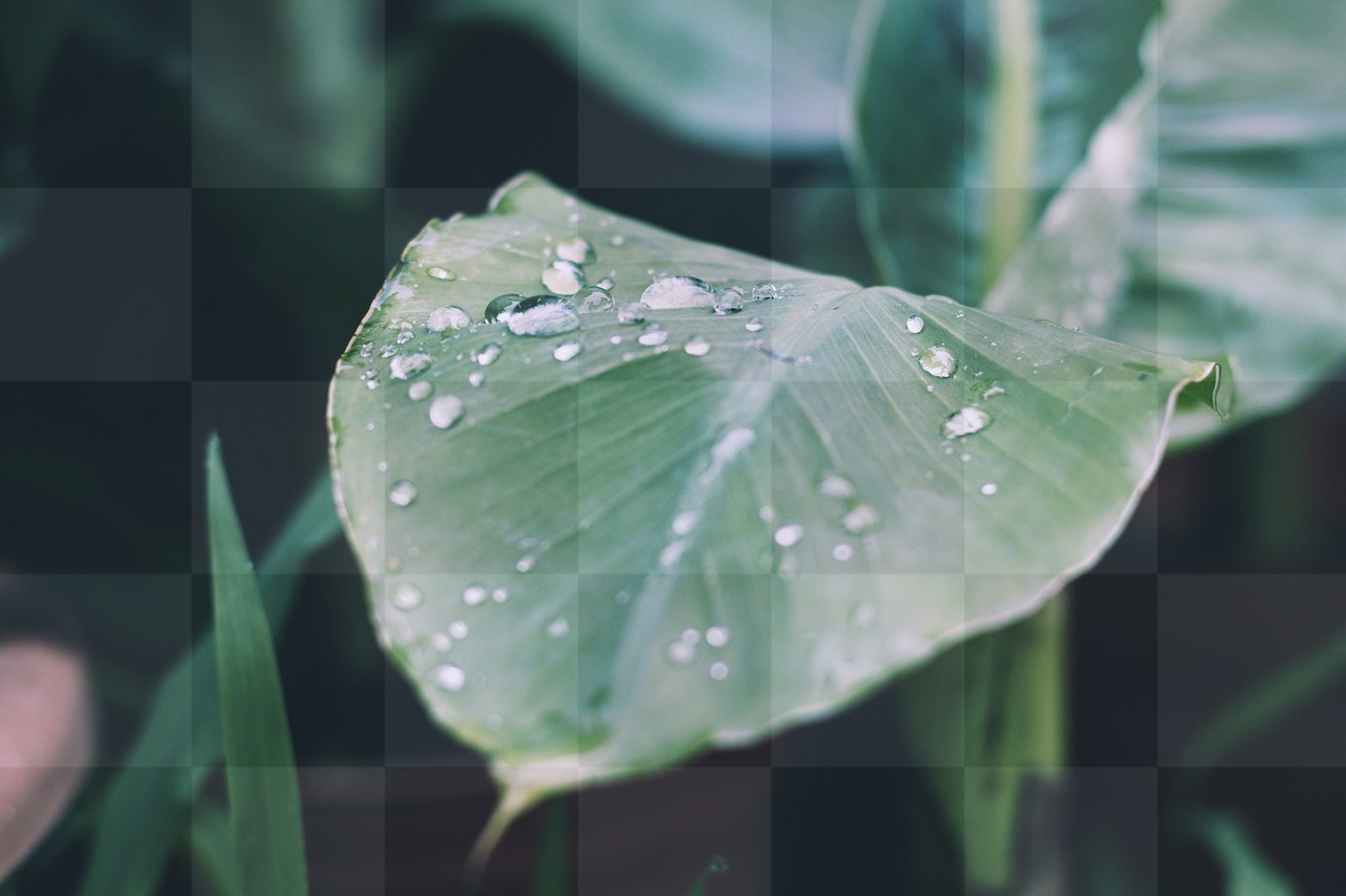 Green Backgrounds with Beautiful Nature and Rain: Free Download of High-Quality JPG Images for Design and Presentation