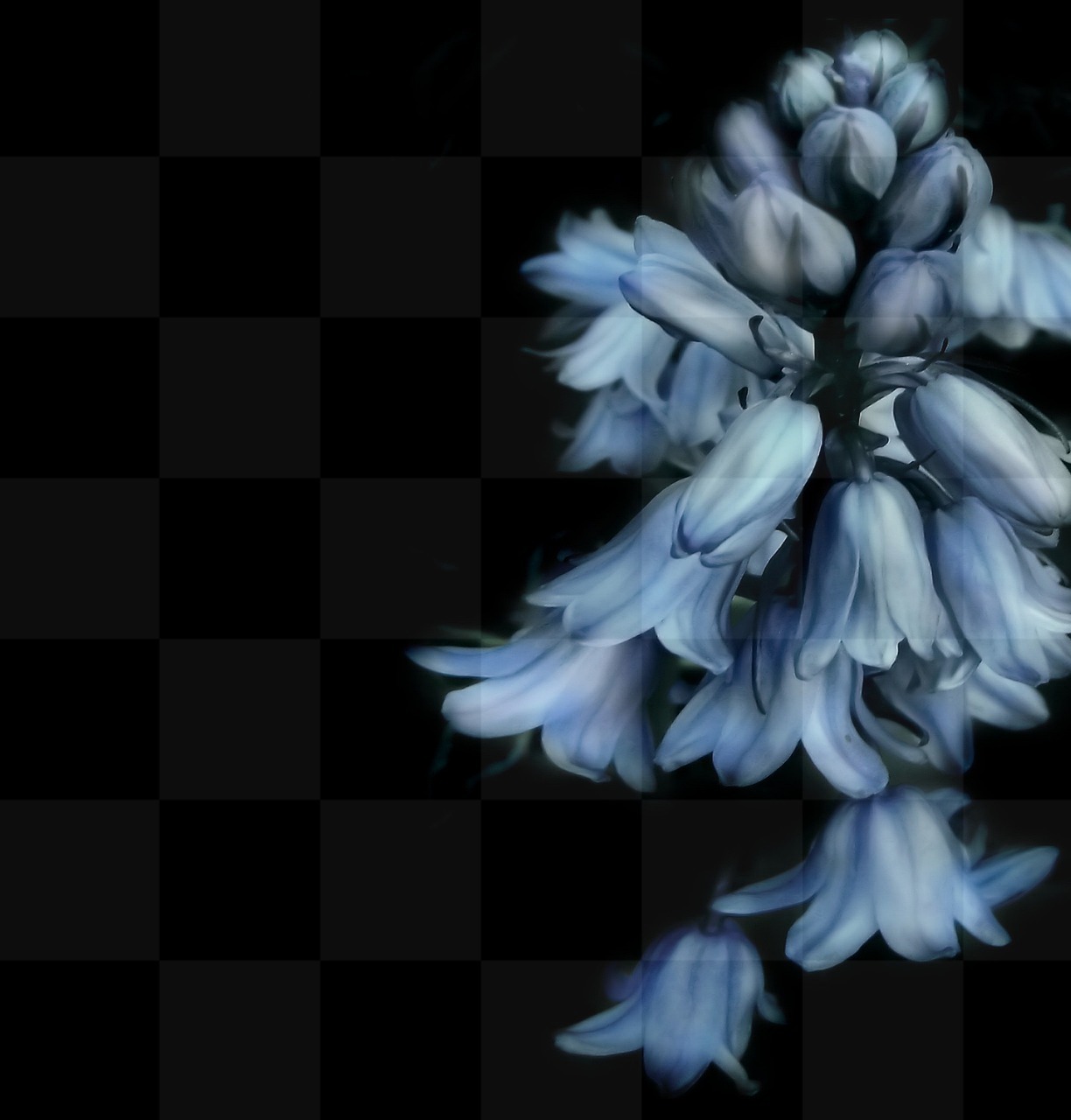 Huge Collection of Beautiful Blue Bell Flowers: Free Downloads in JPG format for Graphic Design, Social Media, and More!