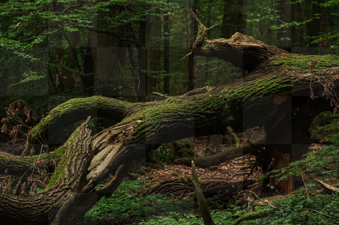 Hundreds of Stunning Fantasy Forest Images, Pictures, and Wallpapers in JPG Format for Free Download and Use as Backgrounds for Web Design, Social...