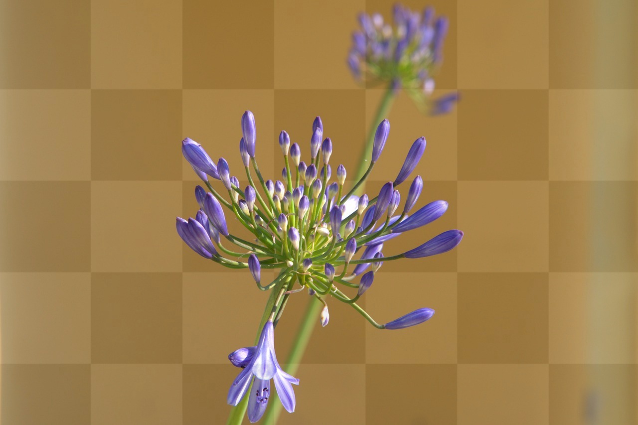 Lily of the Nile Flower Wallpaper: Stunning Blue Backgrounds for Free Download
