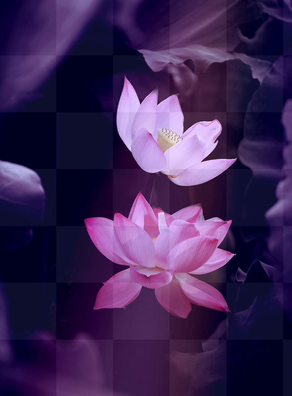 Lotus Flower Nature Wallpaper: Free Download Popular Backgrounds in JPG Format