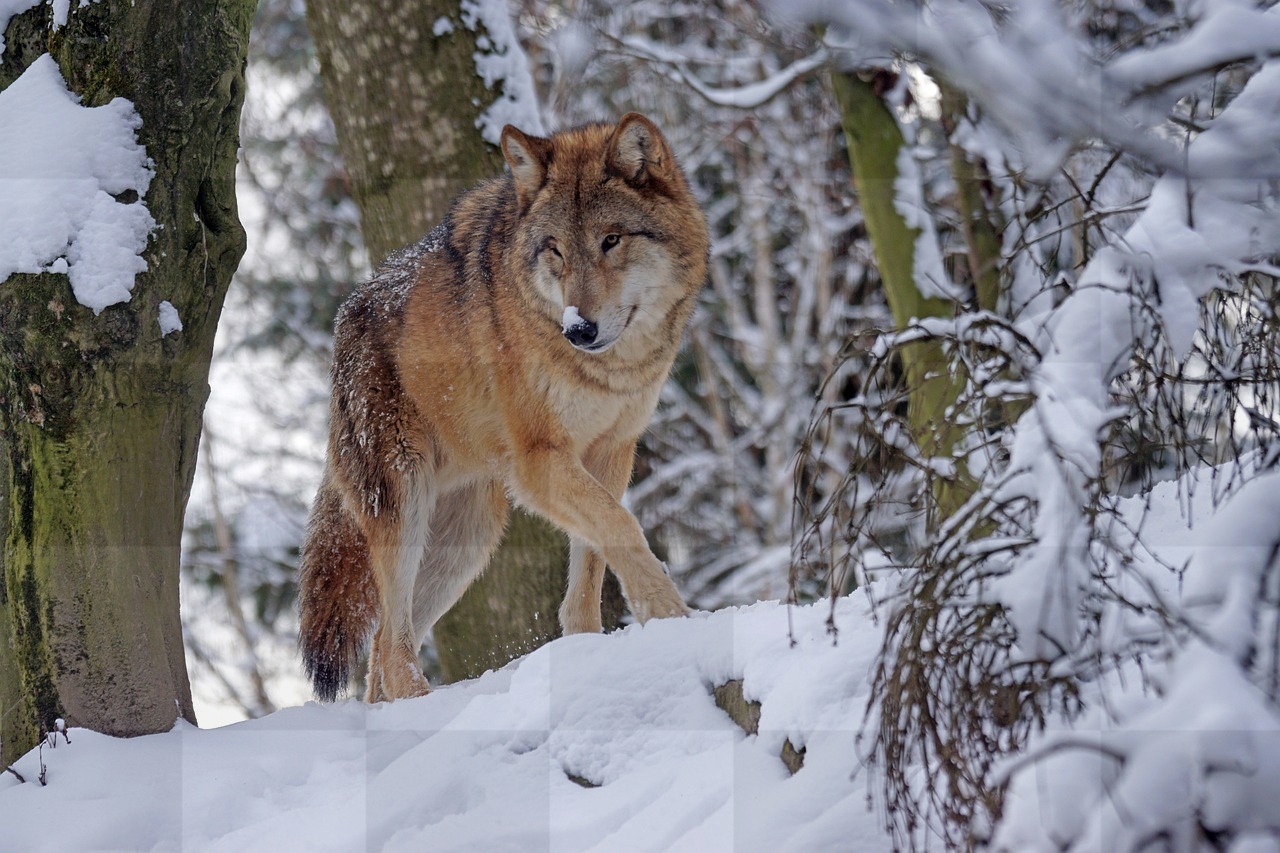 Majestic Wolf Wallpapers for Free Download: Discover the Predatory Beauty of Mongolian Winter