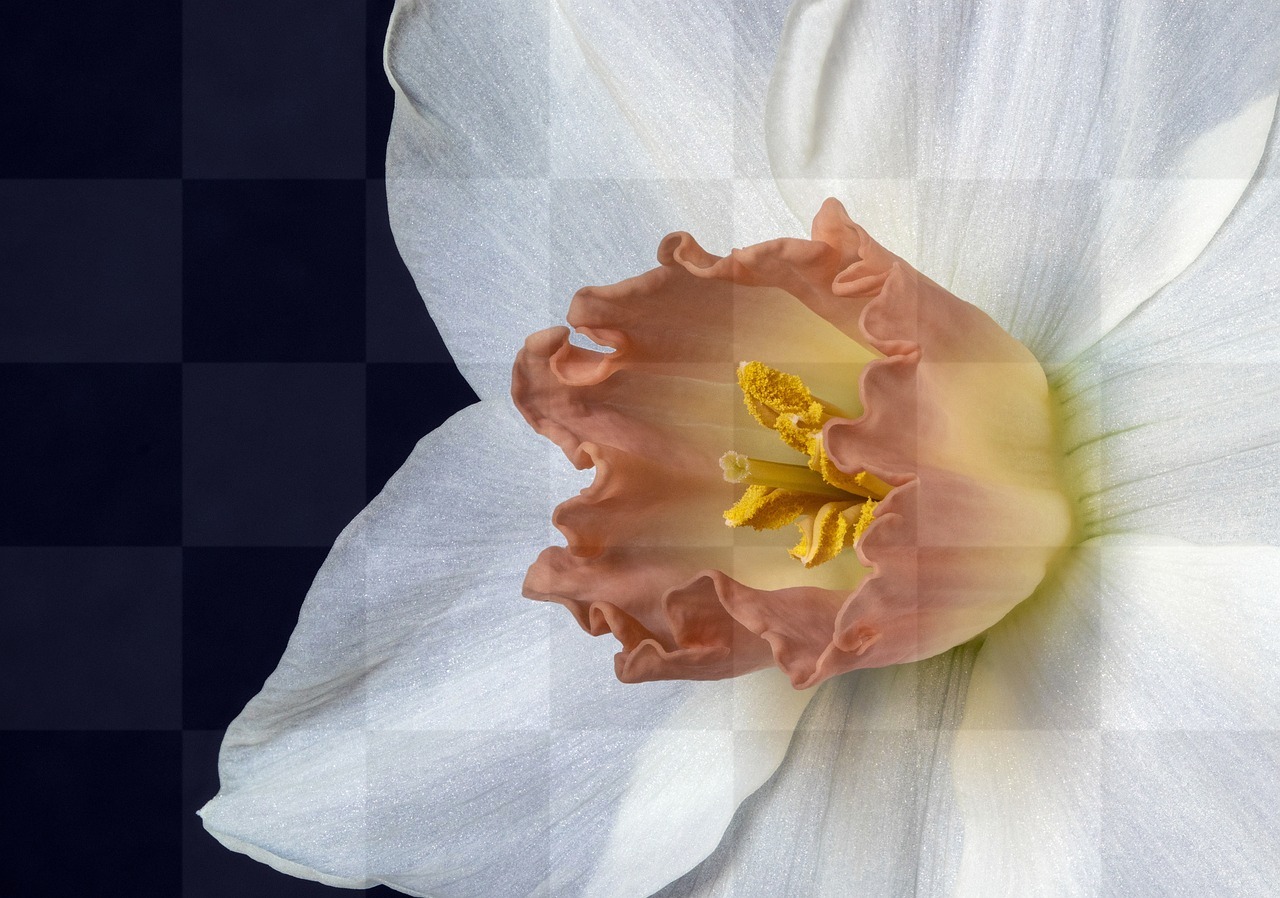 Narcissus and Daffodil on Yellow Background: Free Downloads for Graphic Design and Social Media