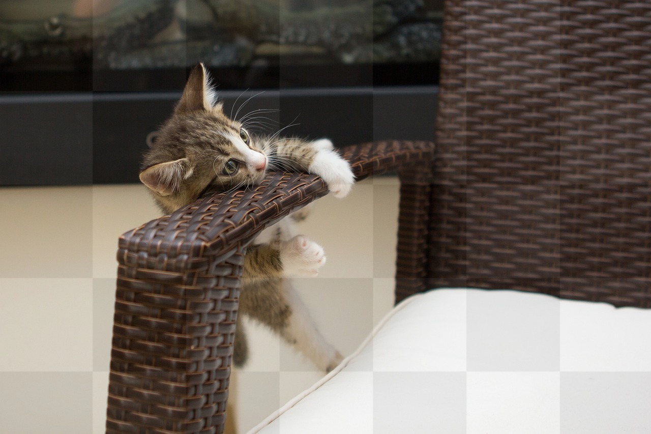Pet-loving fun: Free download of hilarious small kitten backgrounds in JPG format for graphic design and more