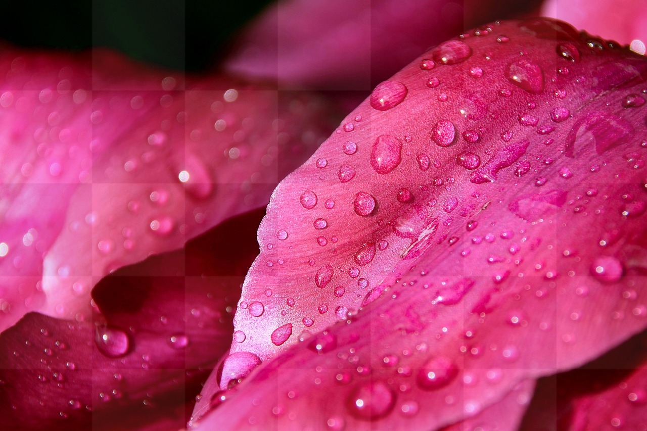 Pink Flower Backgrounds: Free Downloadable JPG Images for Windows Wallpaper, Graphic Design, and More!