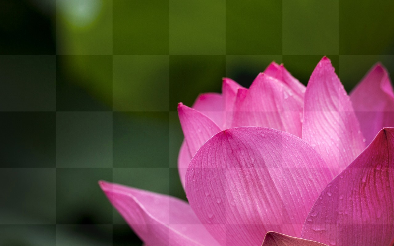 Pink Lotus Flowers: Beautiful HD & 4K Images, Royalty Free Wallpapers, and Backgrounds