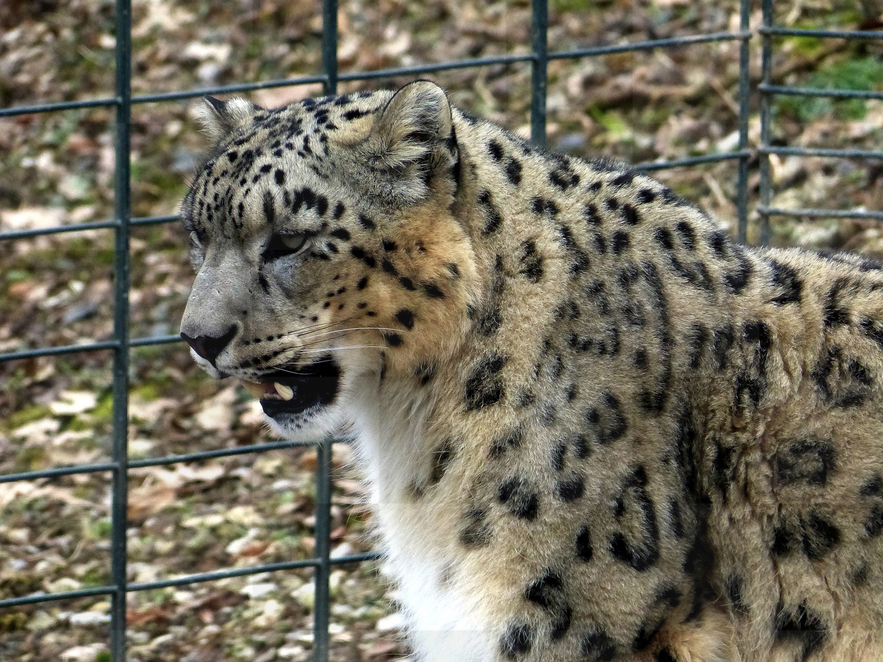 Snow Leopard: Free Download Images, Wallpapers, and Pictures of the Majestic Big Cat