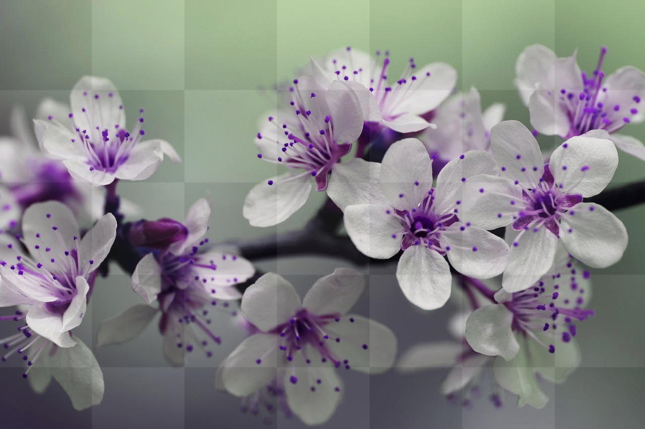Spring Blooms: Free Purple Flower Backgrounds in JPG Format for Graphic Design and Web Design