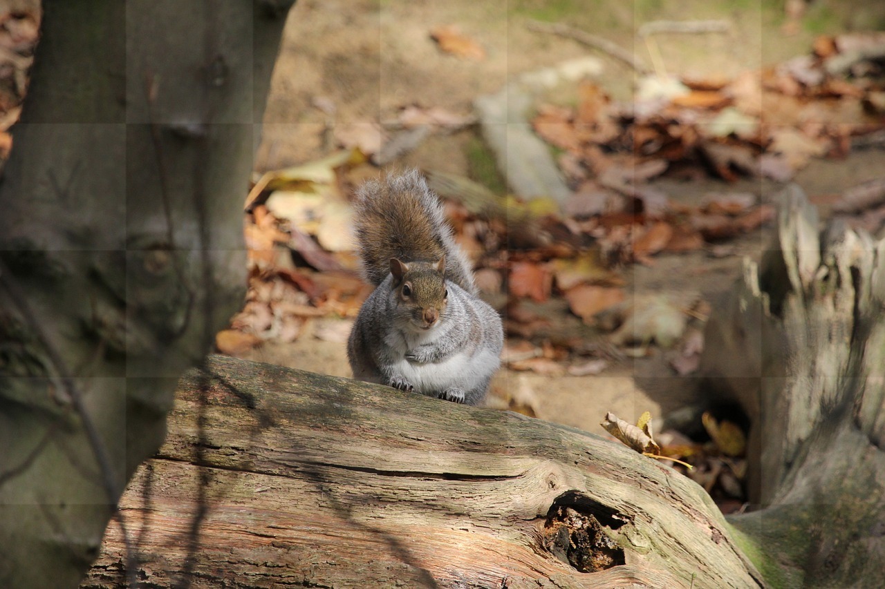 Squirrel and Wildlife-Themed Backgrounds: Free Downloads of Nature-Inspired Fallen Leaf Backgrounds