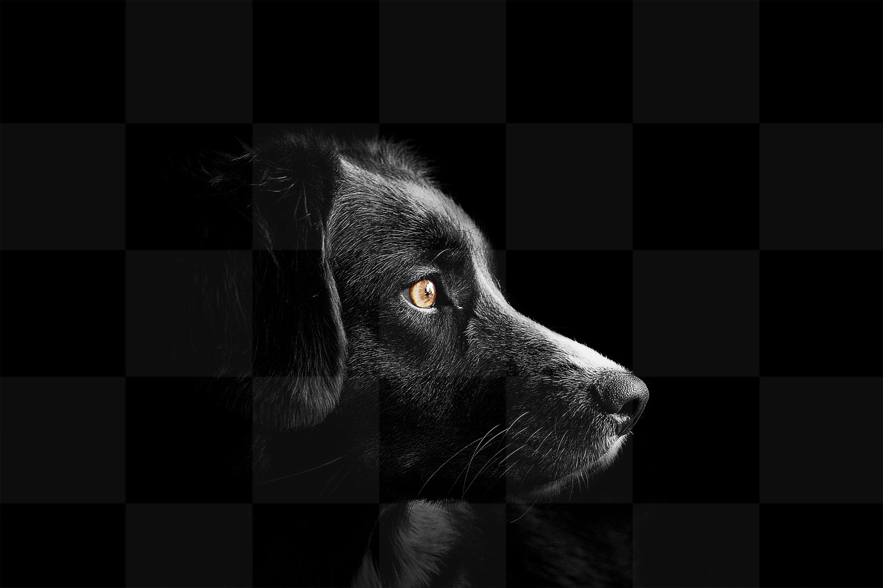 Stunning Animal and Dog Photos: Download Free Animals Backgrounds and Wallpapers