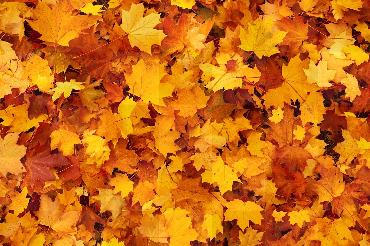 Stunning Autumn Leaves Wallpaper in 4k: Popular Backgrounds Free for Download