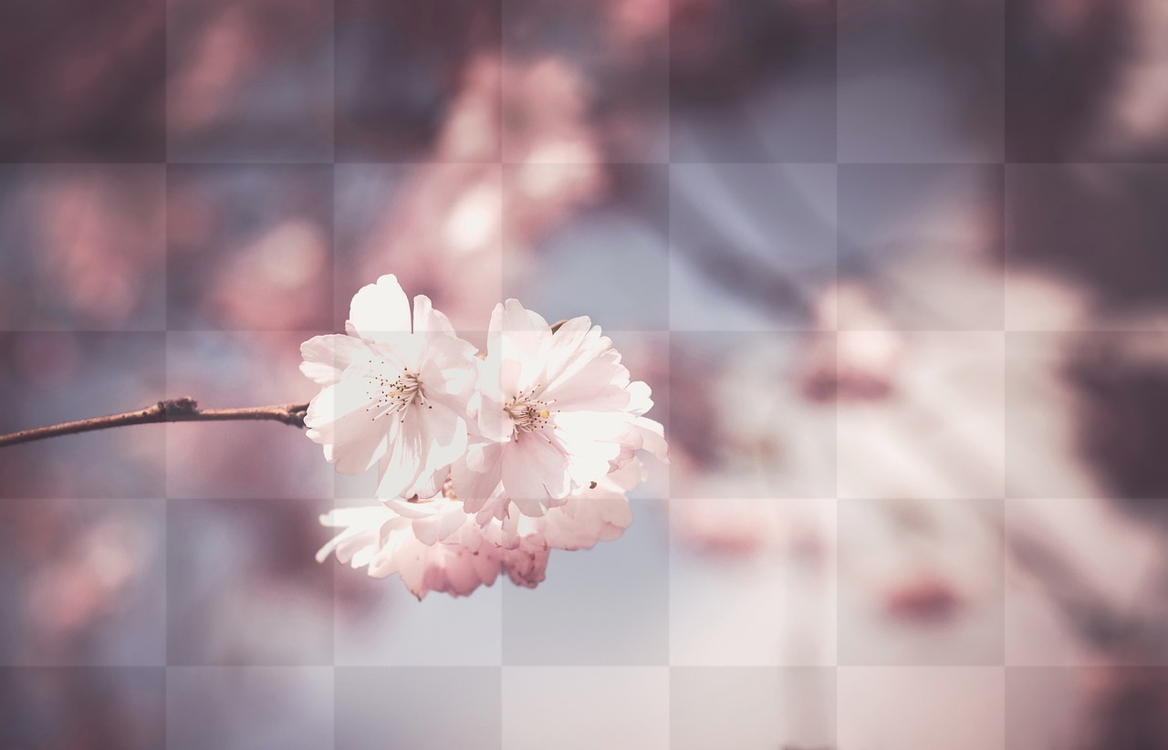 Stunning Cherry Blossom Flowers - High-Resolution Background Images & Beautiful Stock Photos in HD & 4K Format, Download Free Flower Wallpapers and...