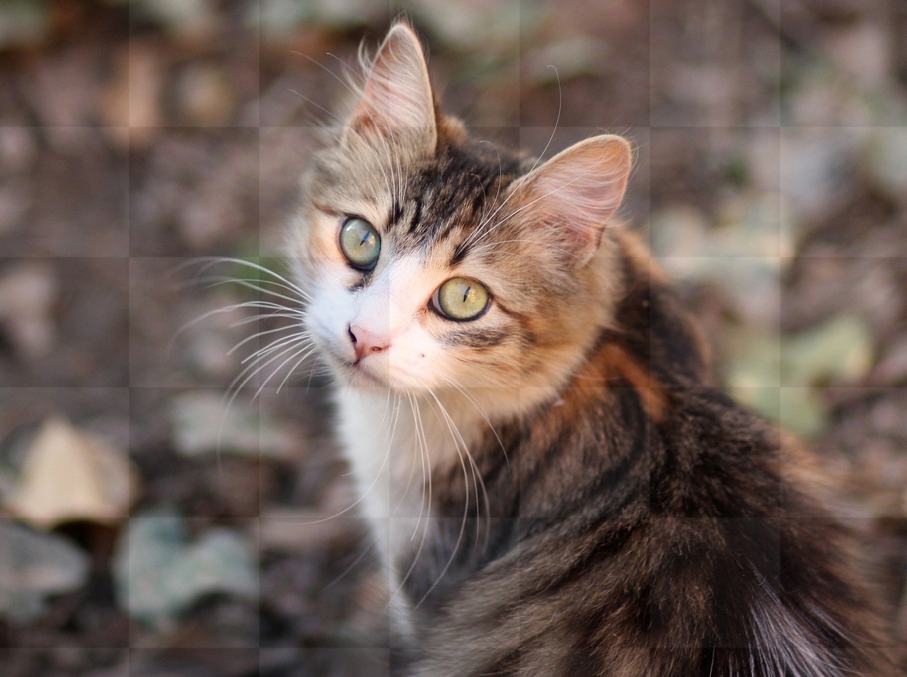 Stunning Colored Cat Images and Pictures: Perfect for Web Design and Social Media Pages!