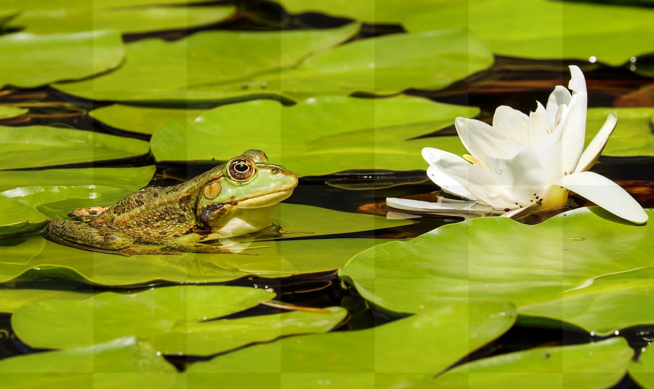 Stunning Floral and Aquatic Imagery: HD & 4K High-Resolution Stock Photos Featuring Frogs, Ponds, and Beautiful Flowers for Download