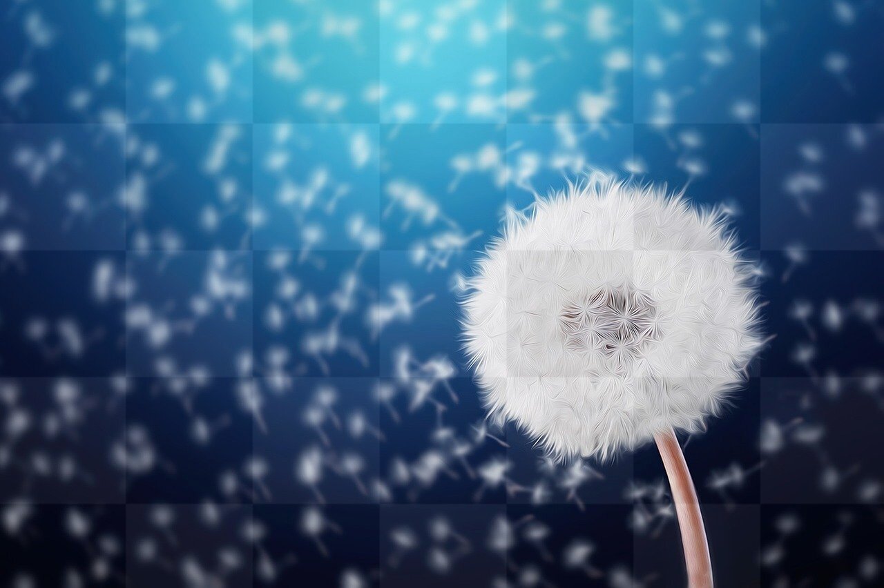 Stunning Flower Images and HD Wallpapers: Download Free Royalty-Free Photos of Wildflowers, Dandelions, and More