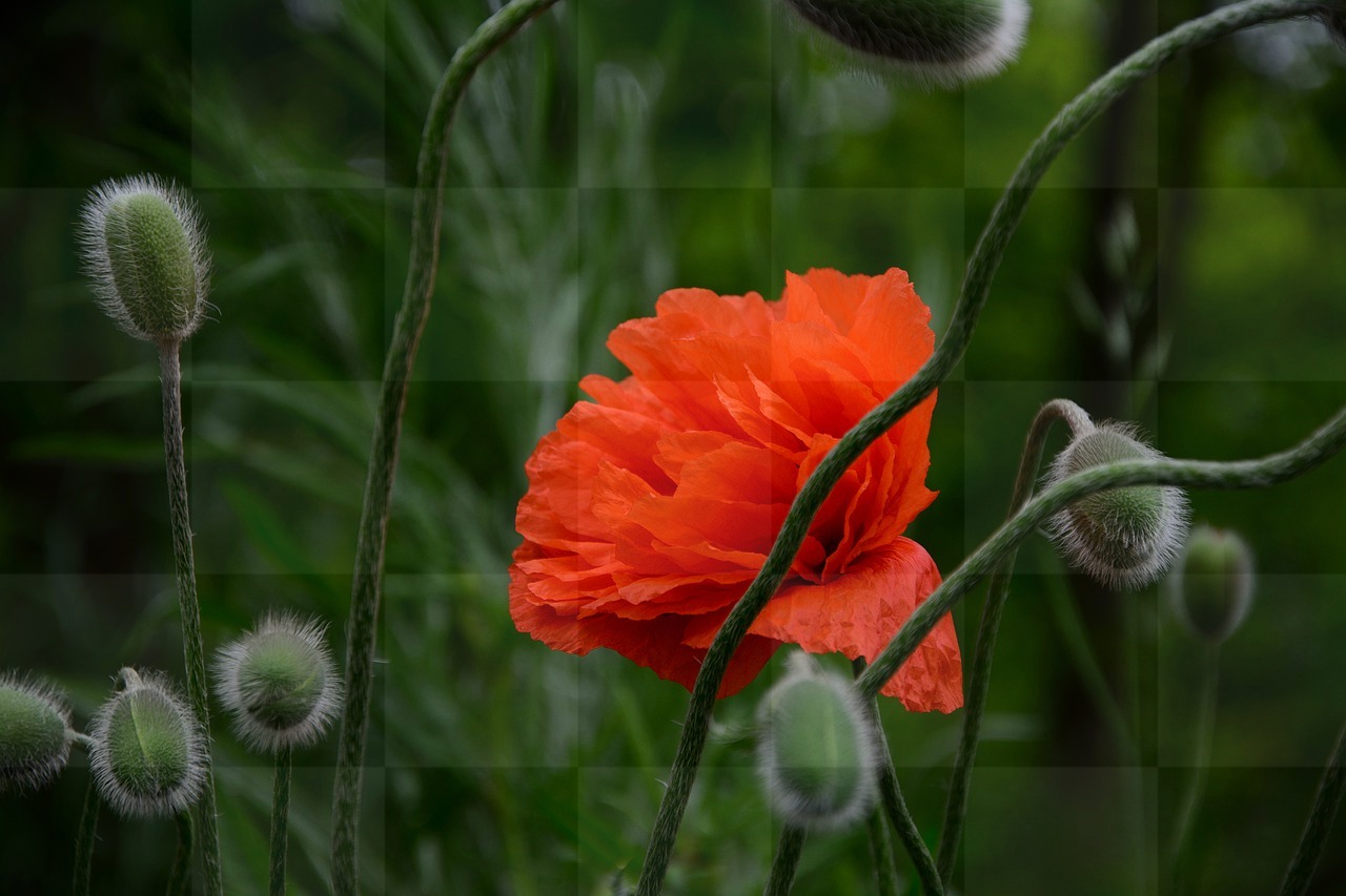 Stunning Flower Images and Wallpapers in HD & 4K - Download Free Poppy and Beautiful Flower Wallpapers and Backgrounds