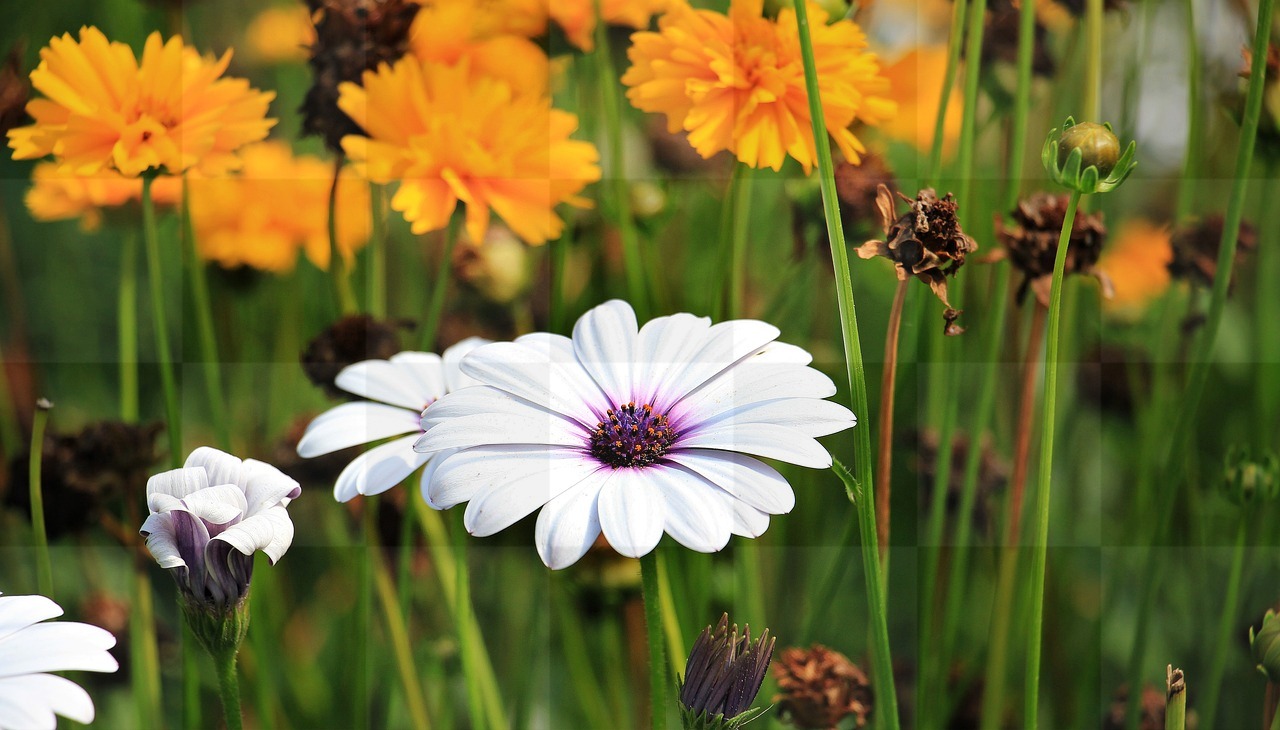 Stunning Marguerite Flower Backgrounds: Free Download in JPG Format!