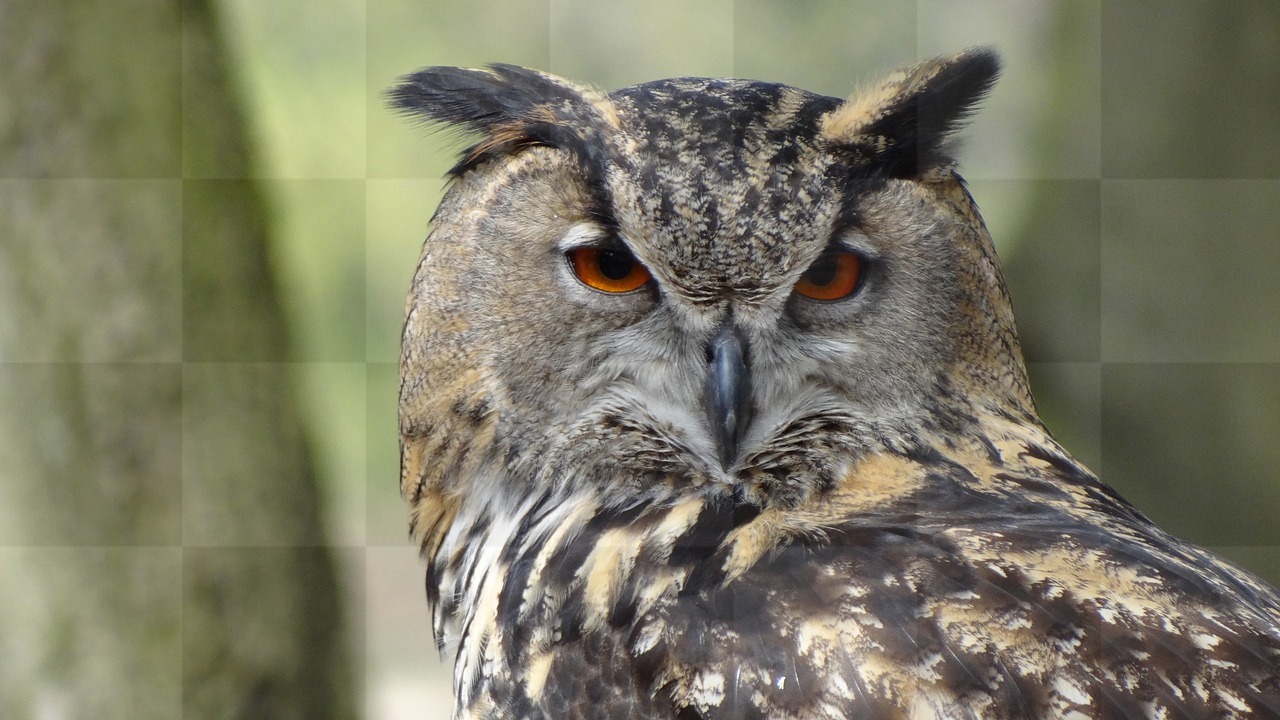 Stunning Owl Images: Free Downloads for Wallpaper, Graphic Design, and More!