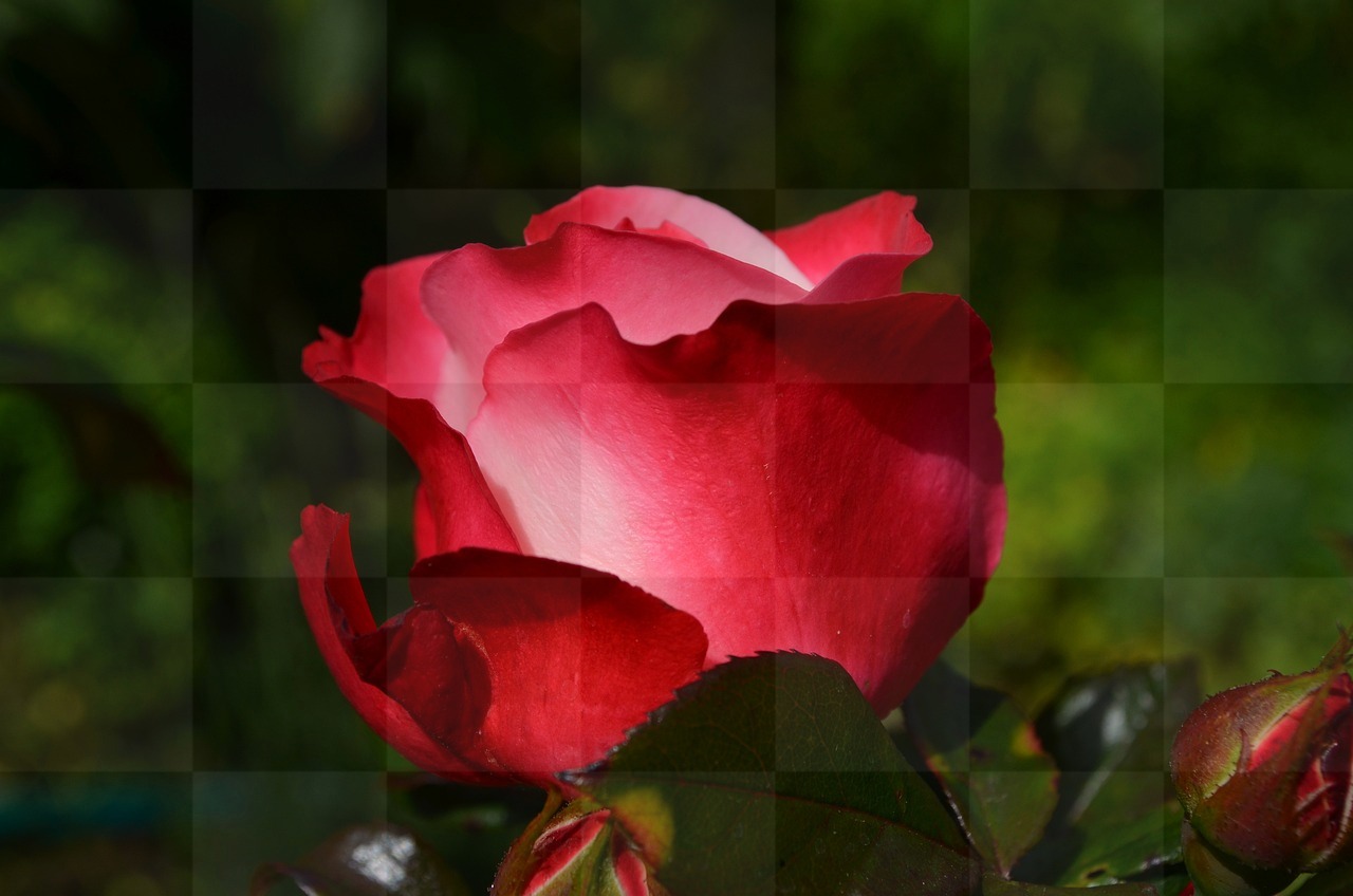 Stunning Rose Petals on Red Background: Free Download for Graphics, Designers, and Social Media.