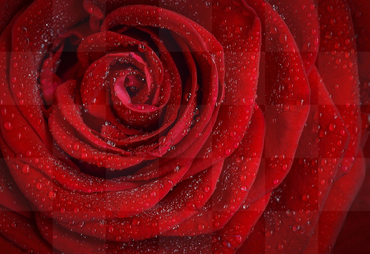 Stunning Rose and Flower Images in HD & 4K: Download Free Beautiful Flower Wallpapers and Backgrounds!