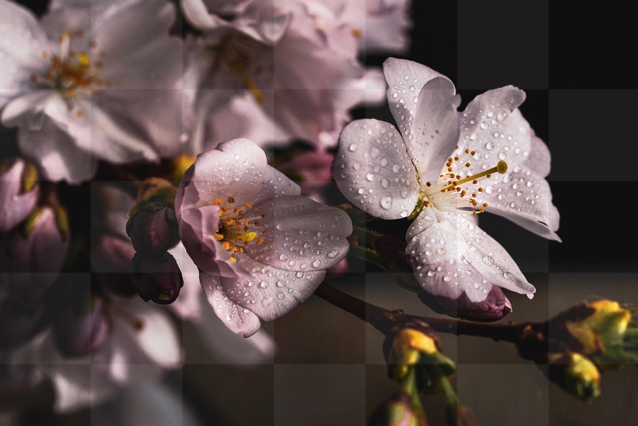 Stunning Sakura and Flowers: Best Free Spring Backgrounds for Download in JPG Format