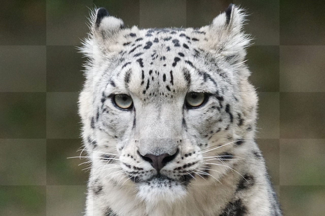 Stunning Snow Leopard Portraits: Free Download Images, Pictures & Backgrounds