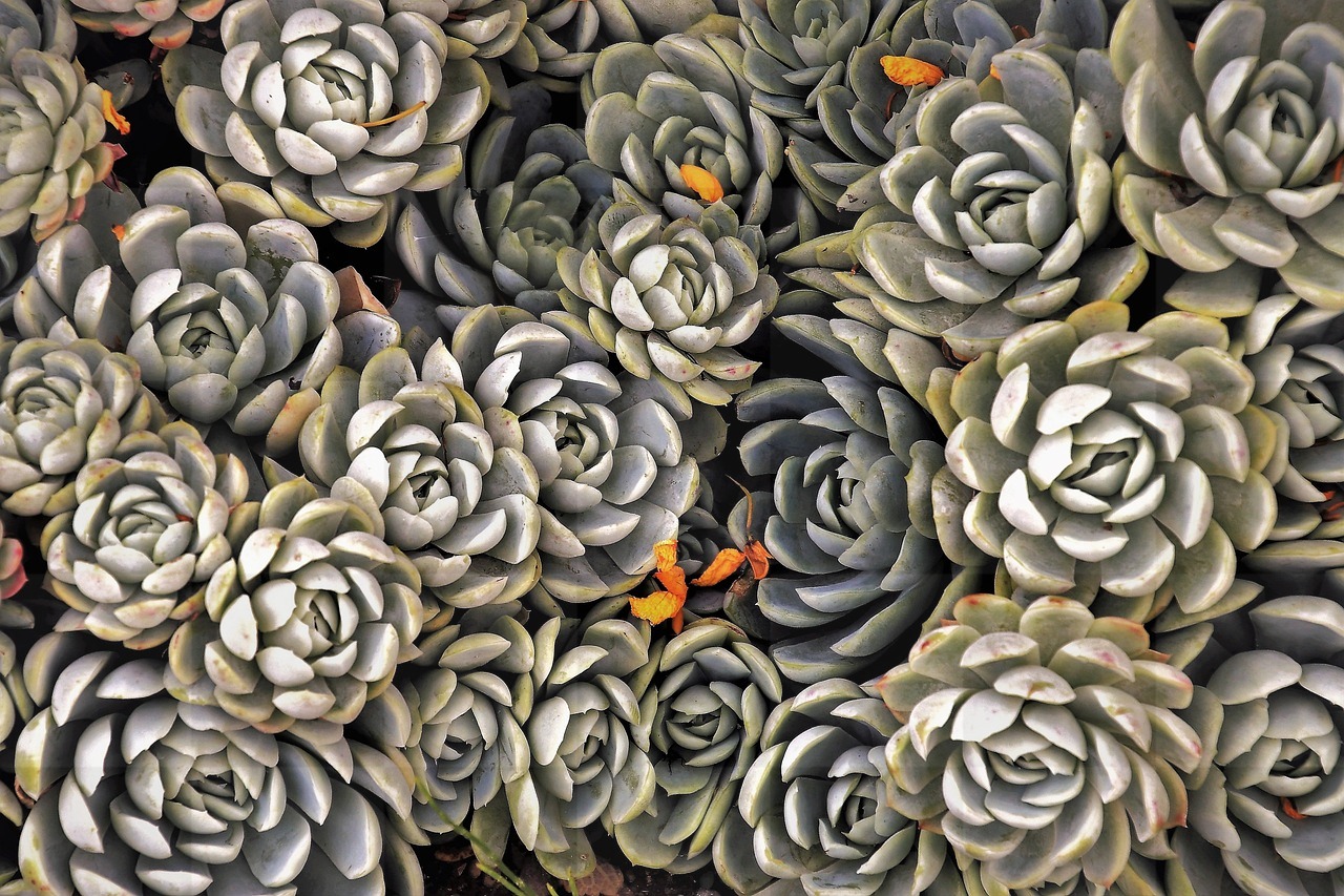 Stunning Succulents and Beautiful Nature: Free Downloads of Cool Plant Backgrounds in JPG Format for Graphic Design and Social Media Styling