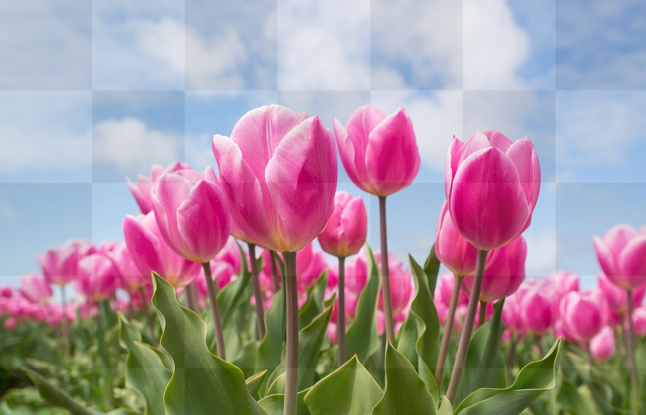 Stunning Tulip Field Wallpapers: Free Download for Graphic Design and Social Media Pages