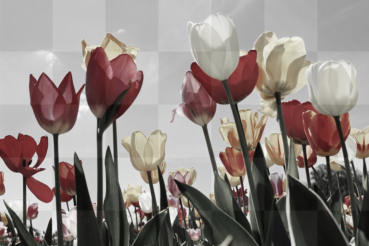 Stunning Tulip Fields for your Screen Background and Graphic Design Needs in Spring! Note: I have used the main keywords tulips, tulip field, tulip...