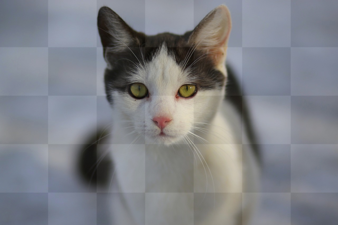 Stunning White and Black Cat Images: Free Downloads for Design and Social Media