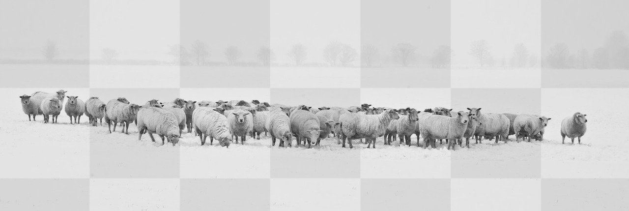 Stunning Winter Sheep Herd Backgrounds for Free Download in JPG Format